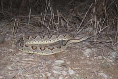 Crotalus tzabcan