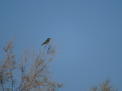 Merops persicus