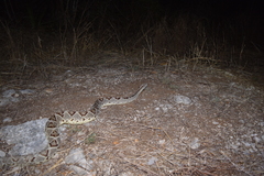 Crotalus tzabcan