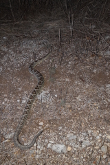Crotalus tzabcan