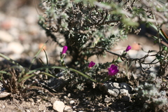 Trichodiadema intonsum