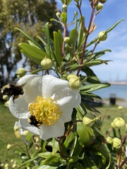 Carpenteria