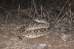 Crotalus tzabcan