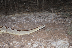 Crotalus tzabcan