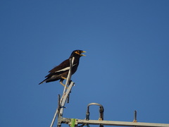 Acridotheres tristis