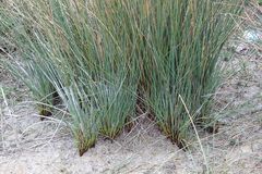 Juncus inflexus