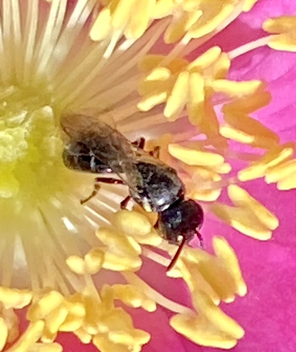iNaturalist observation photo of Masked Bees