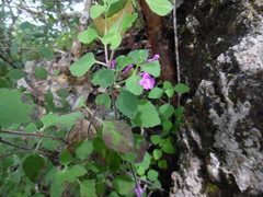 Scutellaria seleriana