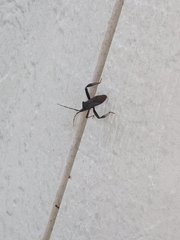 Acanthocephala thomasi