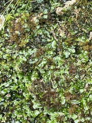 Pallavicinia