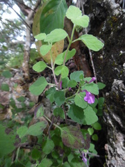 Scutellaria seleriana