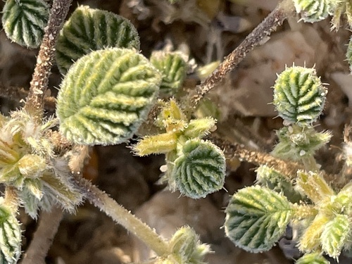 Tiquilia plicata, photograph 6