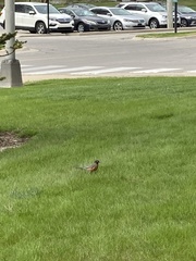 Turdus migratorius