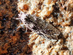 Semioscopis inornata