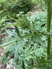 Cirsium engelmannii