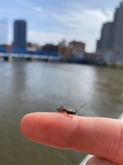 Pterygota