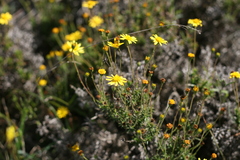 Euryops anthemoides