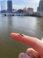 Pterygota