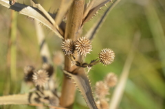 Eryngium paniculatum