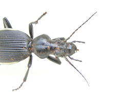 Anthia massilicata
