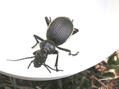 Anthia massilicata