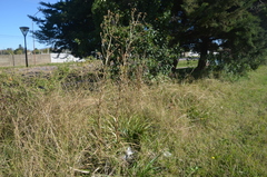 Eryngium paniculatum