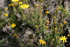 Euryops anthemoides