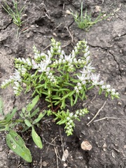 Sedum pulchellum