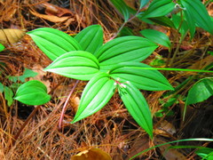 Maianthemum scilloideum