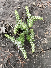 Sedum pulchellum