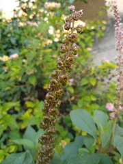 Phytolacca icosandra