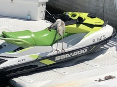 Ardea herodias occidentalis × wardi