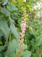 Phytolacca icosandra