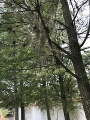 Tillandsia usneoides