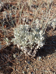 Eriogonum saxatile
