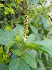 Phytolacca icosandra