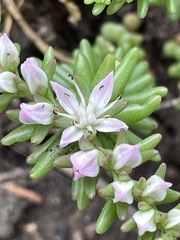 Sedum pulchellum