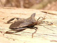 Elasmopoda