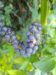 Phytolacca icosandra