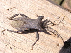 Elasmopoda