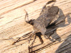 Elasmopoda