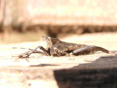 Elasmopoda