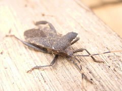 Elasmopoda