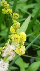 Sparganium eurycarpum