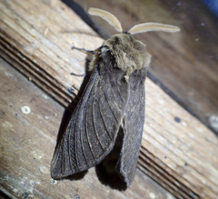 Oxycanus antipoda