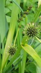 Sparganium eurycarpum