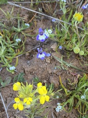 Triphysaria versicolor