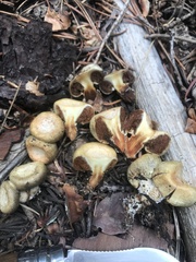 Pholiota nubigena
