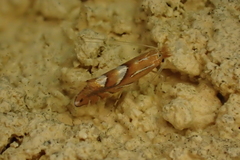 Phyllonorycter belotella