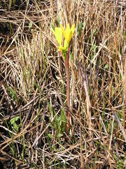 Cyrtanthus breviflorus